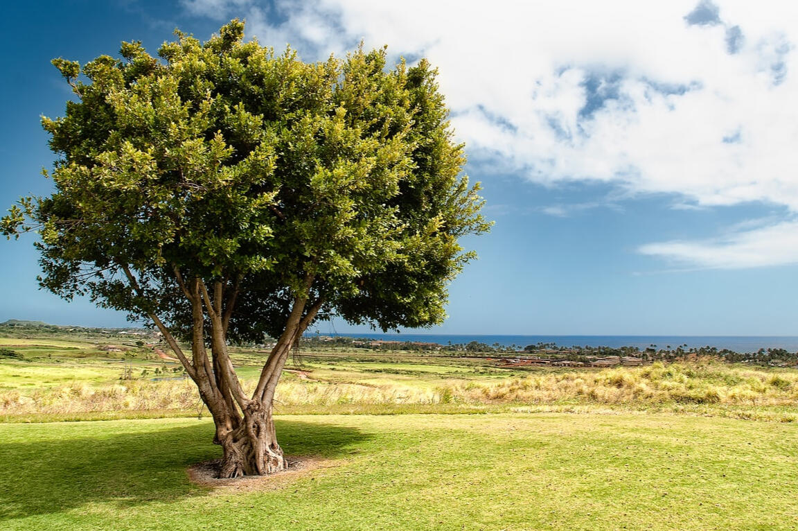 Other chemicals and dyes